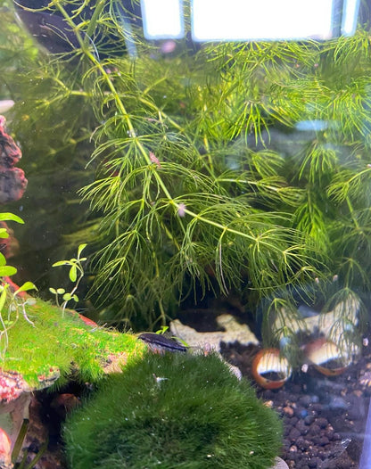 Assorted Beginner Aquarium Plant Bundle - 4 pack - Shrimp and betta tank - Green plants