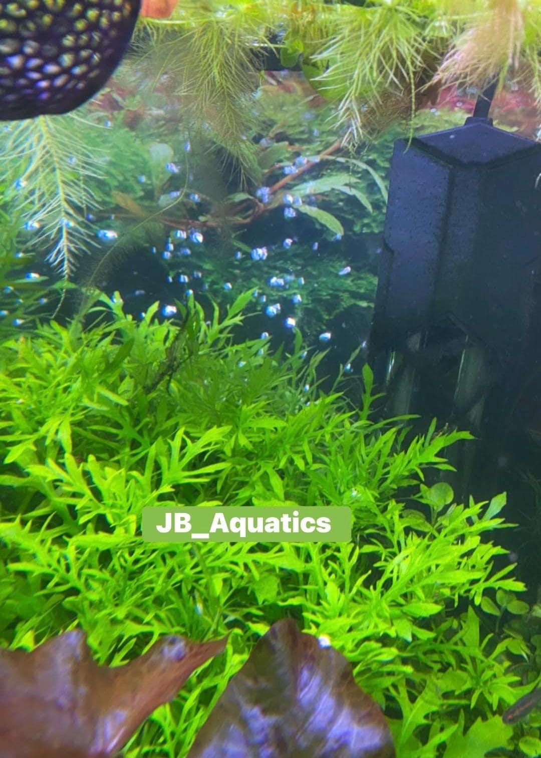 Assorted Beginner Aquarium Plant Bundle - 4 pack - Shrimp and betta tank - Green plants