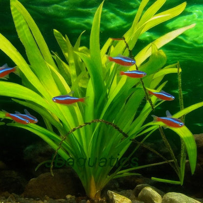 Wide Leaf Sagittaria Aquarium Plant – Easy Beginner Background Plant
