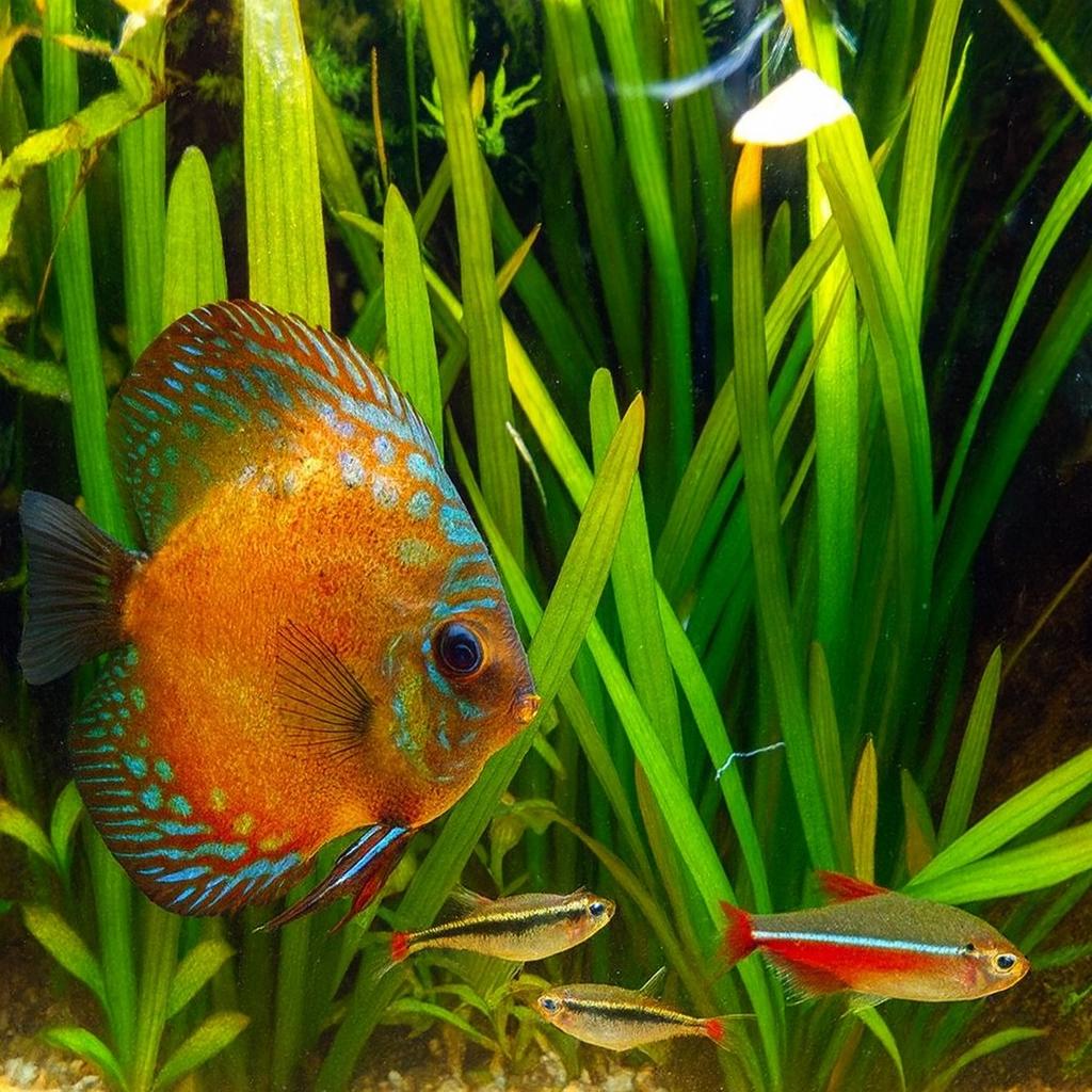 Wide Leaf Sagittaria Aquarium Plant – Easy Beginner Background Plant