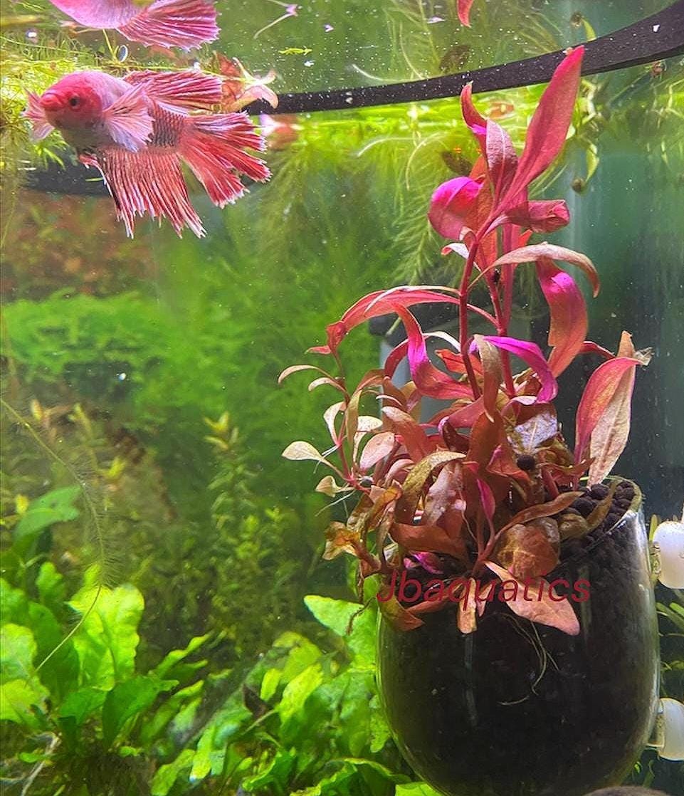 Alternanthera Reineckii (Scarlet Temple)- Live Aquarium Plant | Easy Beginner Plant for Aquascaping | Vibrant Red