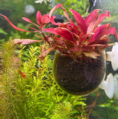 Alternanthera Reineckii (Scarlet Temple)- Live Aquarium Plant | Easy Beginner Plant for Aquascaping | Vibrant Red
