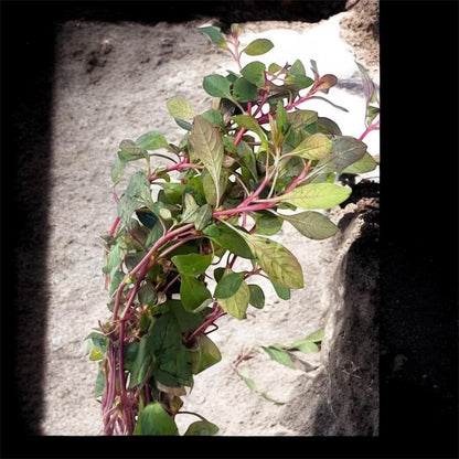 Super Red Ludwigia | Live Freshwater Aquarium Plant