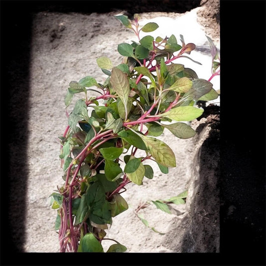 Super Red Ludwigia | Live Freshwater Aquarium Plant