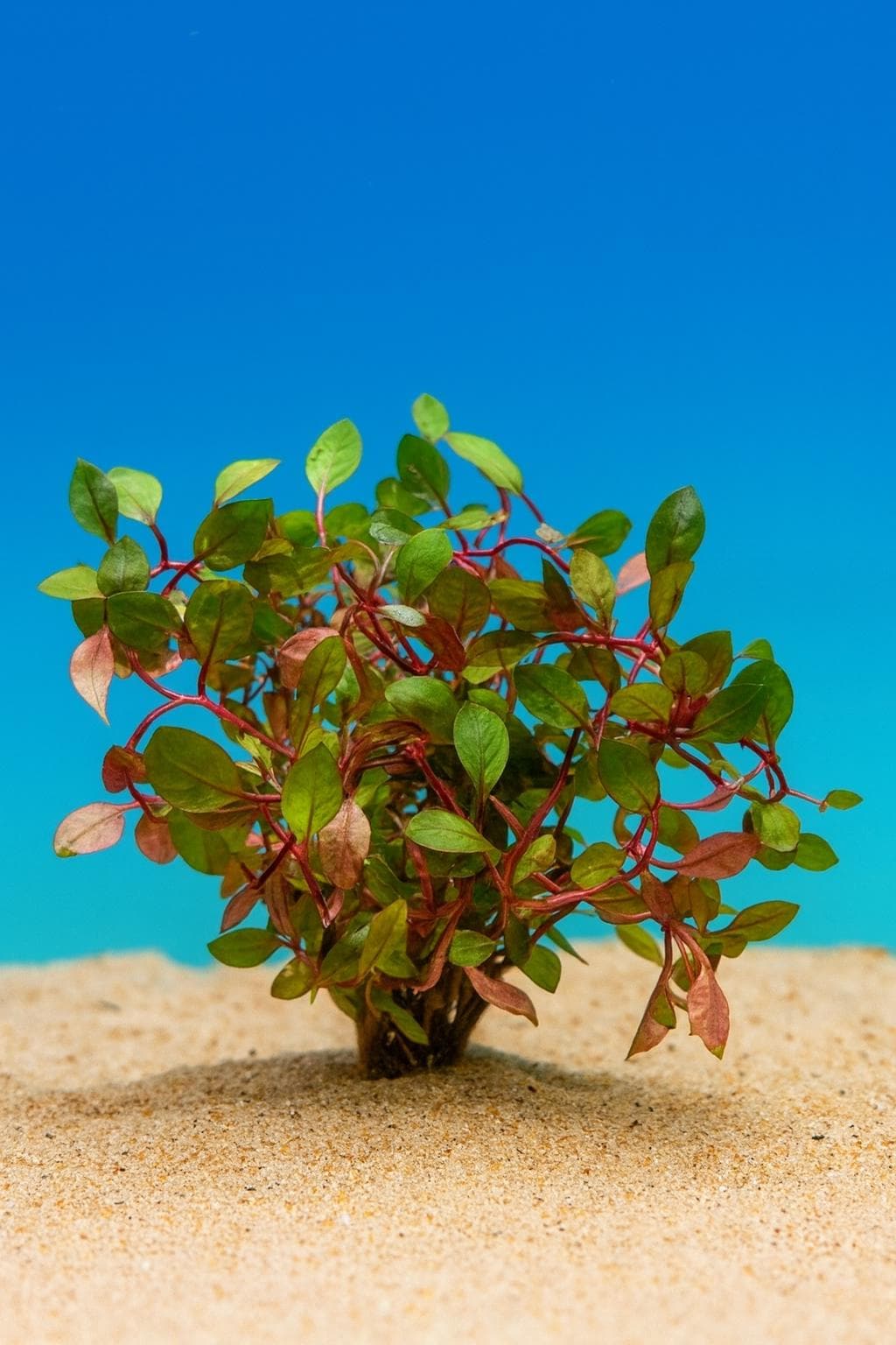 Super Red Ludwigia | Live Freshwater Aquarium Plant