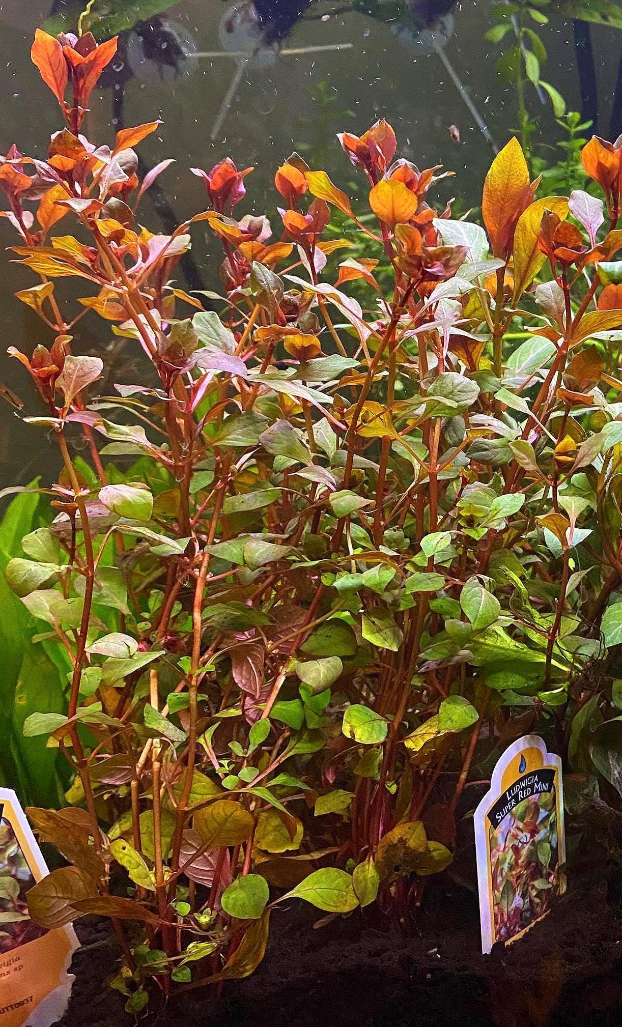 Super Red Ludwigia | Live Freshwater Aquarium Plant