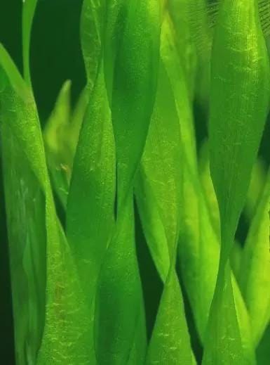 Jungle Val (Vallisneria Americana 'Gigantea') Live - Beginner Aquarium Plant