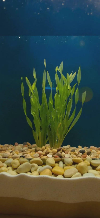 Jungle Val (Vallisneria Americana 'Gigantea') Live - Beginner Aquarium Plant