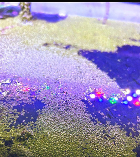 Duckweed Live Aquarium Plant – Fast Growing Floating Plant for Betta, Shrimp & Pond – Natural Water Filter – Easy Aquatic Plant