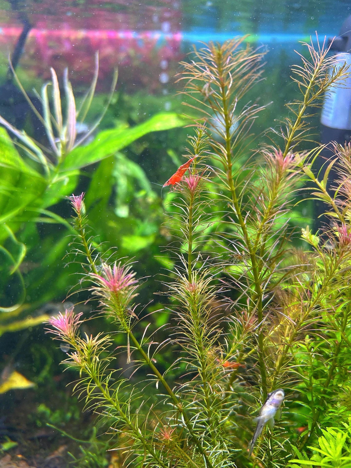 Rotala Wallachi - Live Aquarium Plant - Beginner Plant