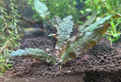 Cryptocoryne Beckettii  Low Light Live Aquarium Plant