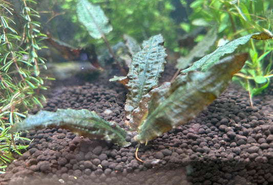 Cryptocoryne Beckettii  Low Light Live Aquarium Plant