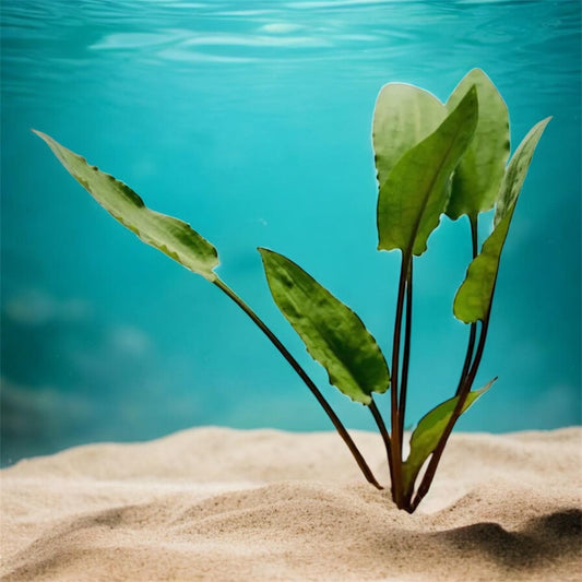Cryptocoryne Wendtii Green | Easy Beginner Aquarium Plant