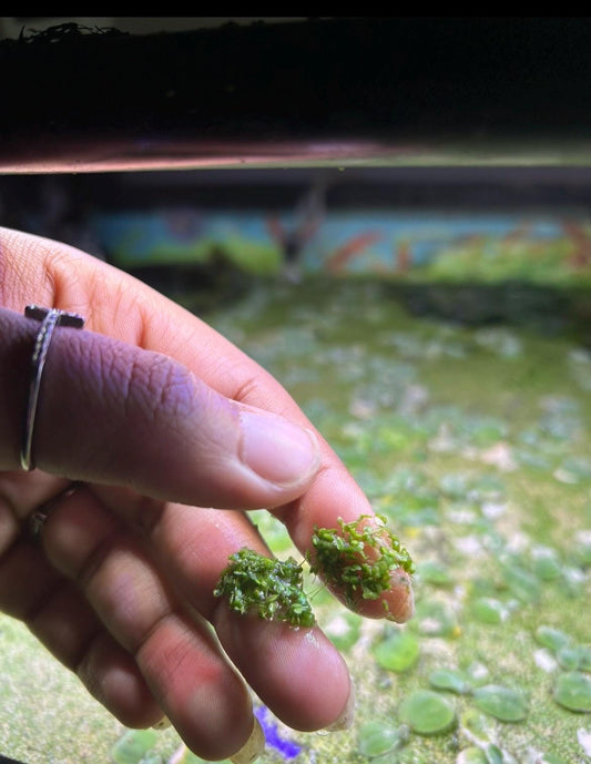 Duckweed Live Aquarium Plant – Fast Growing Floating Plant for Betta, Shrimp & Pond – Natural Water Filter – Easy Aquatic Plant