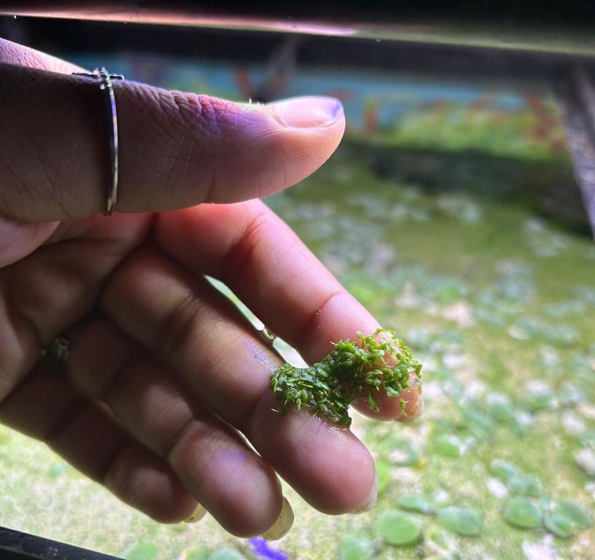 Duckweed Live Aquarium Plant – Fast Growing Floating Plant for Betta, Shrimp & Pond – Natural Water Filter – Easy Aquatic Plant