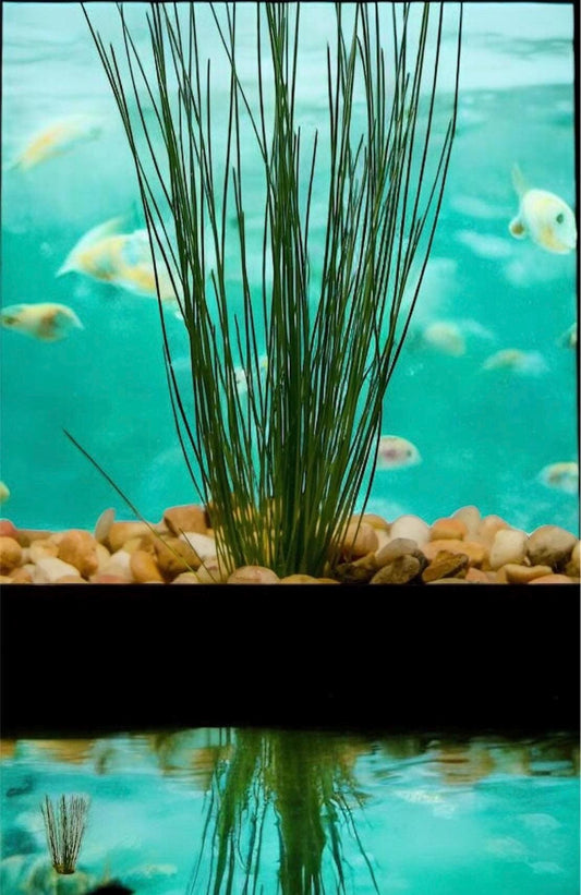 Tall Grass (Hairgrass) - Live Aquarium Plant - Beginner Plant