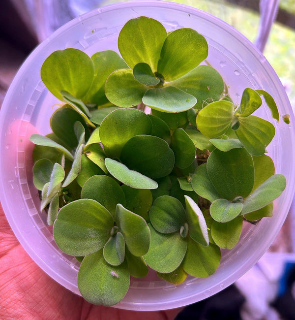 Dwarf Water Lettuce - Live Floating Aquarium Plant