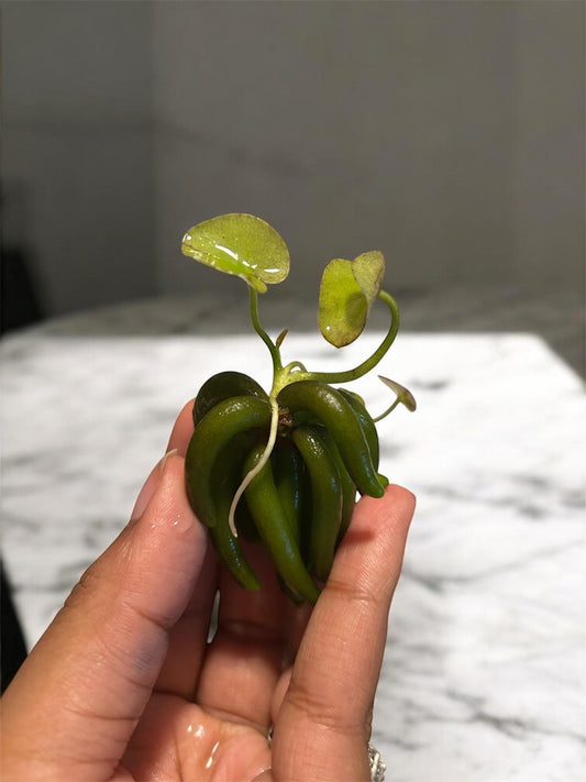 Live Aquatic Banana Plant  (Nymphoides Aquatica)- Freshwater Plant for Betta, Shrimp & Planted Tanks