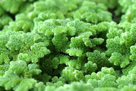 Fairy Moss and Duckweed | Live Plant Combo | Floating Aquarium Pond Plant | Natural Shade & Nutrient Control - (6oz total)