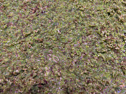 Fairy Moss Live Plant | Azolla Caroliniana | Floating Aquarium Pond Plant | Natural Shade & Nutrient Control - (3.5oz)