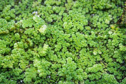 Fairy Moss Live Plant | Azolla Caroliniana | Floating Aquarium Pond Plant | Natural Shade & Nutrient Control - (3.5oz)