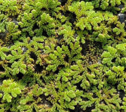 Fairy Moss Live Plant | Azolla Caroliniana | Floating Aquarium Pond Plant | Natural Shade & Nutrient Control - (3.5oz)