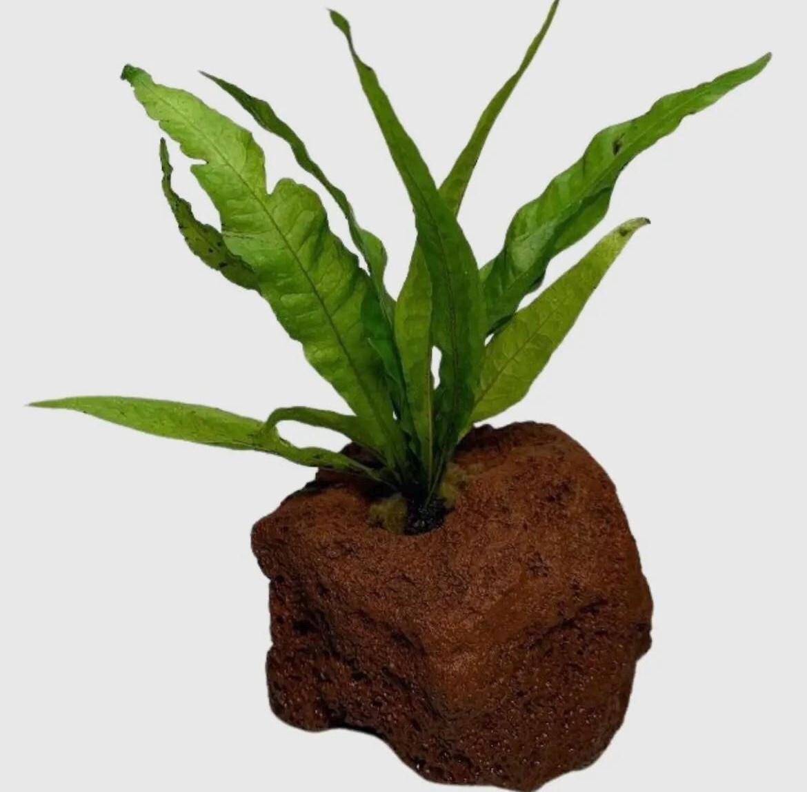 Java Fern on Lava Rock  Live Aquarium Plant | Low Light Aquatic Fern | Betta & Shrimp Safe Aquascape Decor