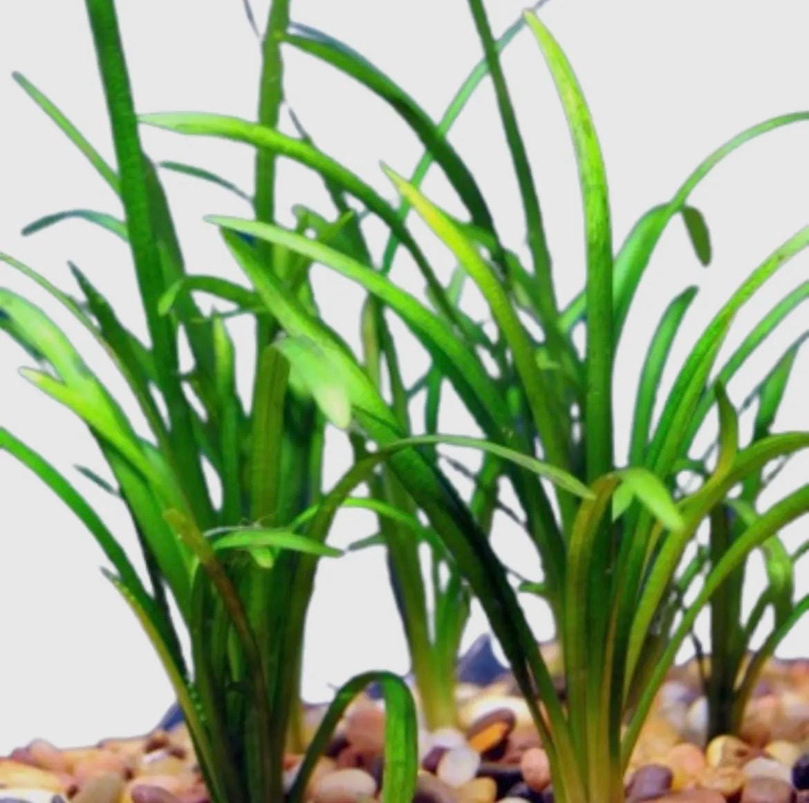 Narrow Leaf Sagittaria Live Aquarium Plant | Foreground Carpeting Plant | Freshwater Aquascape Grass | Easy Beginner Aquatic Plant