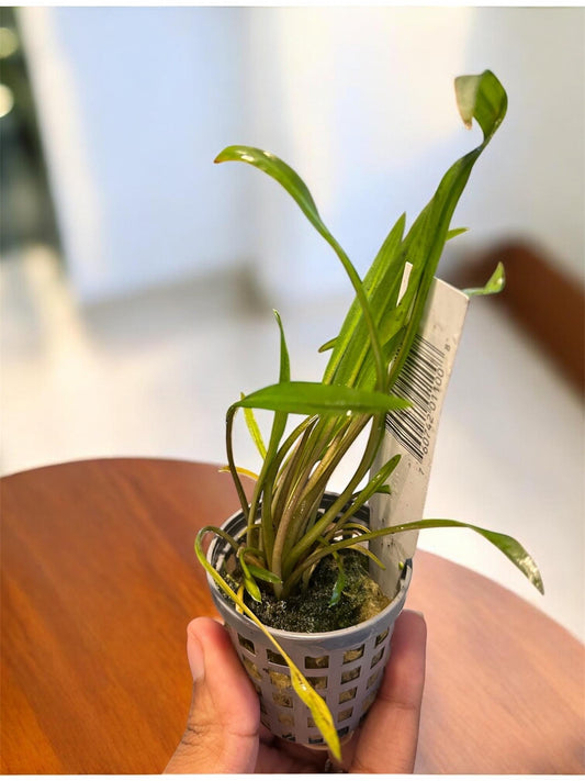 Cryptocoryne Spiralis | Tall Aquarium Plant for Freshwater Tanks