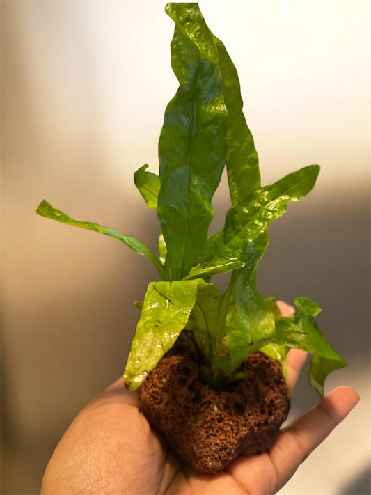 Java Fern on Lava Rock  Live Aquarium Plant | Low Light Aquatic Fern | Betta & Shrimp Safe Aquascape Decor