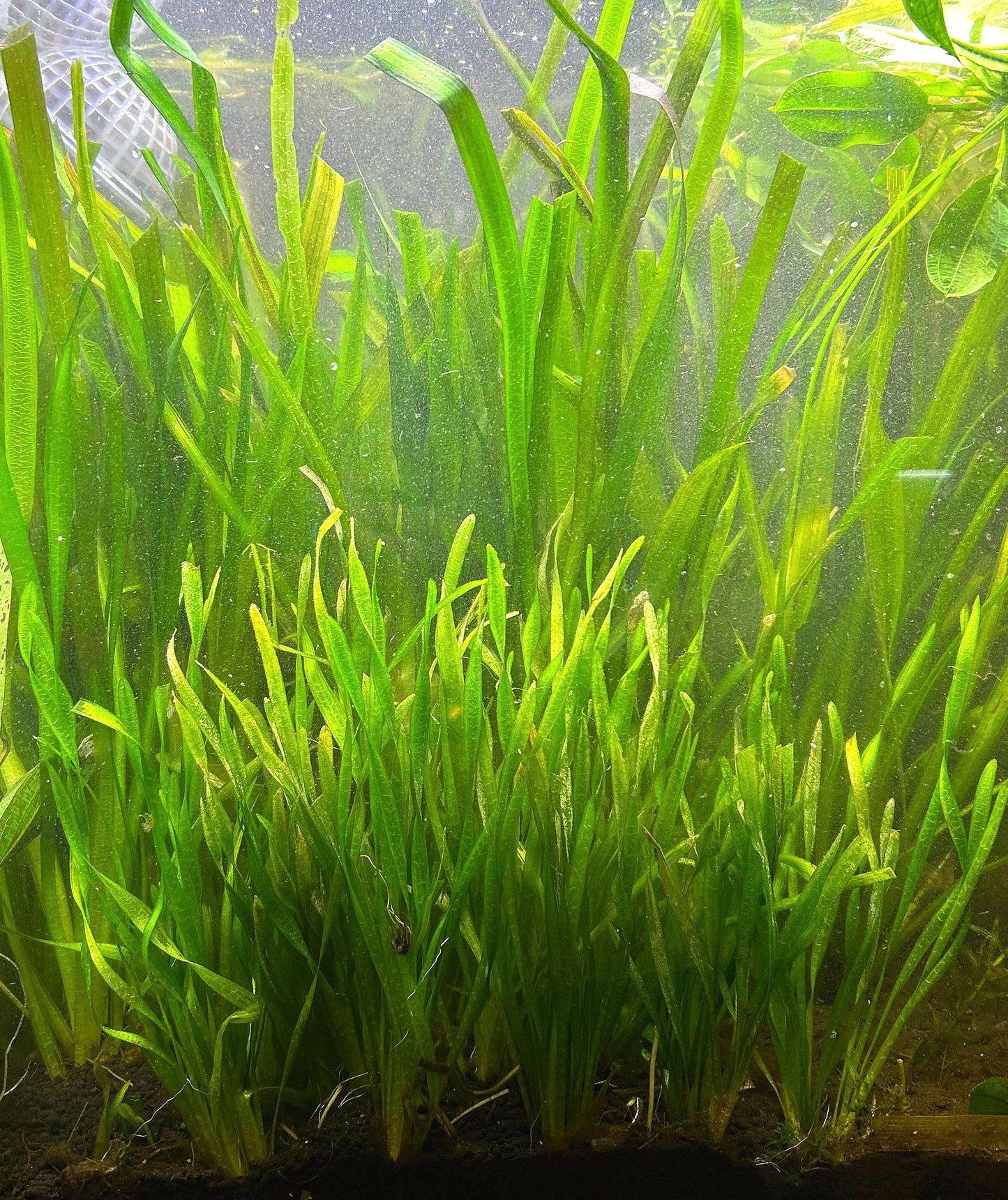 Corkscrew Jungle Vallisneria (Vallisneria contortionist / spiralis var. contorta) Live - Beginner Aquarium Plant