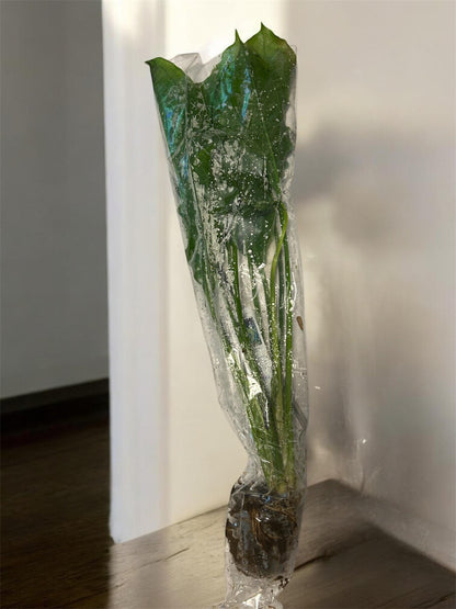GIANT Potted Amazon Sword (Echinodorus Bleheri)  - Live Aquarium Plant | 20-24in Tall