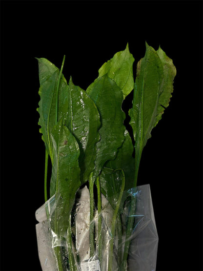 GIANT Potted Amazon Sword (Echinodorus Bleheri)  - Live Aquarium Plant | 20-24in Tall