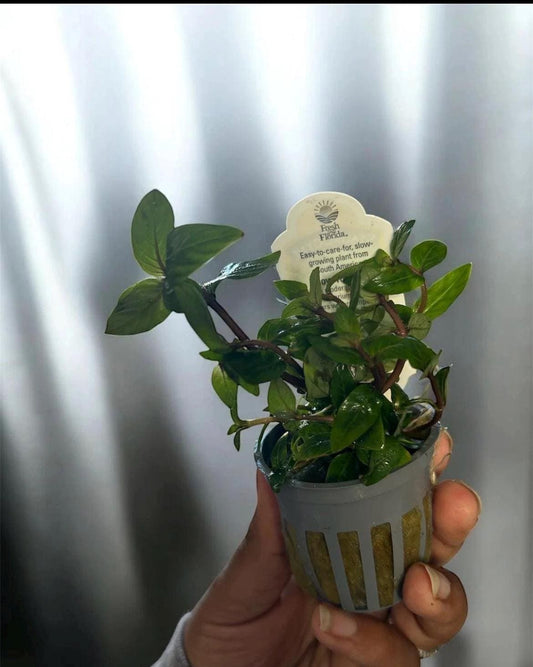 Staurogyne Repens Live Aquarium Plant | Easy Foreground Carpet Plant  Freshwater Aquascape Aquatic Plant