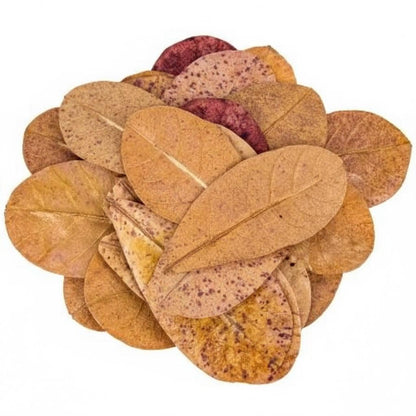 Premium Indian Almond Leaves for Aquariums  Natural Catappa Leaves for Betta Fish, Shrimp & Blackwater Tanks