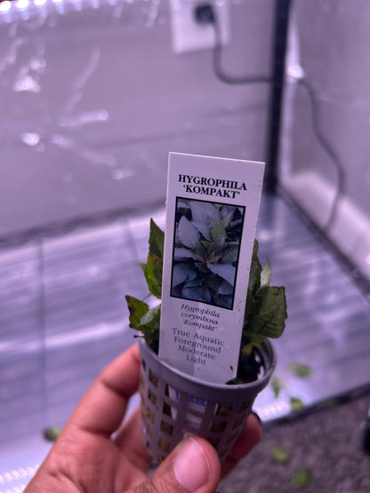 Hygrophila Corymbosa Compacta Potted Plant  Easy Freshwater Aquarium Plant  Midground Aquascape Plant  Live Fish Tank Plant