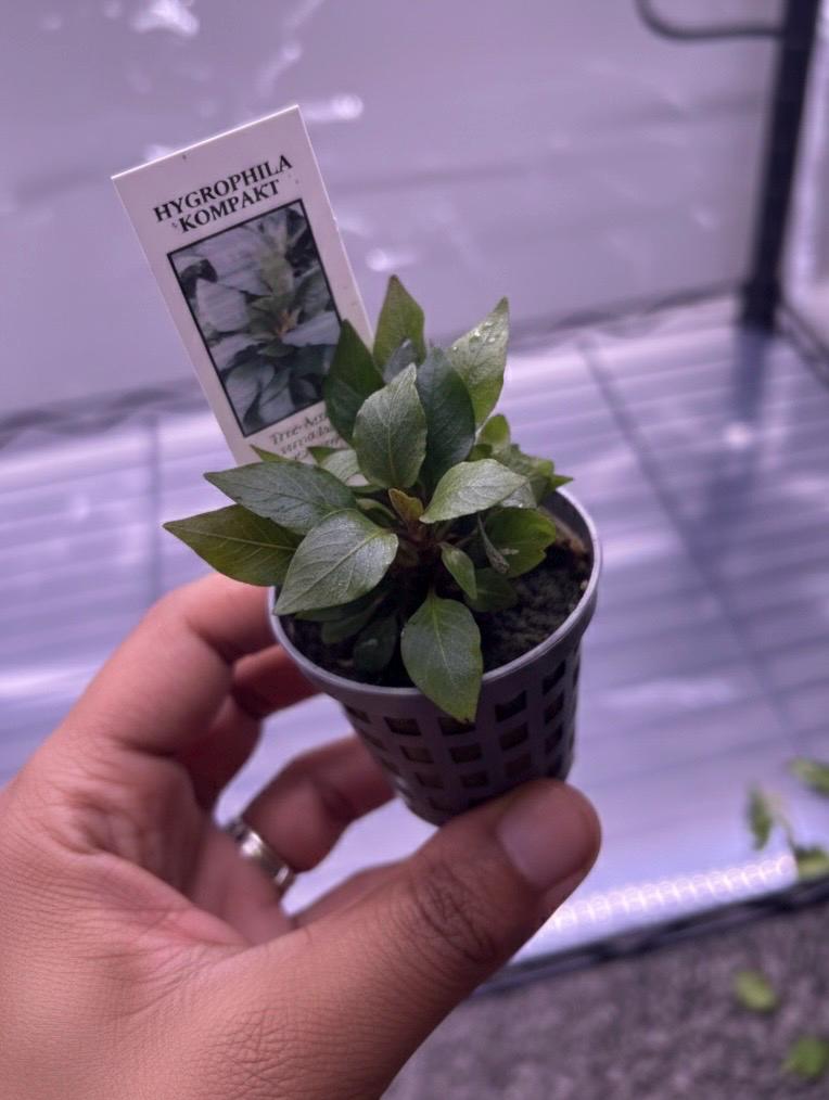 Hygrophila Corymbosa Compacta Potted Plant  Easy Freshwater Aquarium Plant  Midground Aquascape Plant  Live Fish Tank Plant