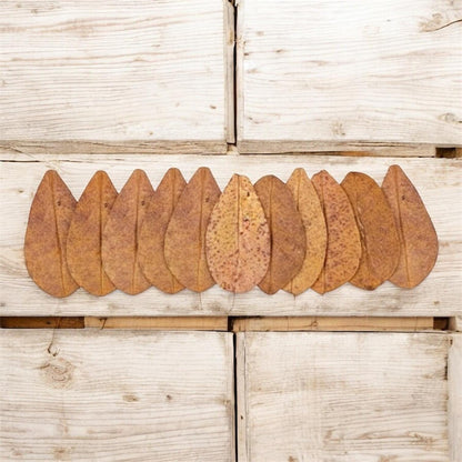Premium Indian Almond Leaves for Aquariums  Natural Catappa Leaves for Betta Fish, Shrimp & Blackwater Tanks