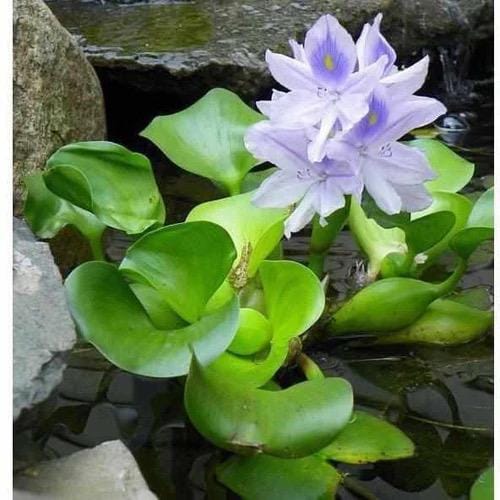 Water Hyacinth (Eichhornia crassipes)  Live Floating Aquarium & Pond Plant | Fast Growing, Natural Shade - Nitrate Control