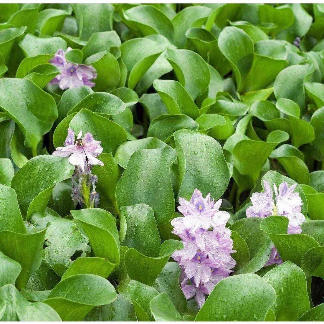 Water Hyacinth (Eichhornia crassipes)  Live Floating Aquarium & Pond Plant | Fast Growing, Natural Shade - Nitrate Control