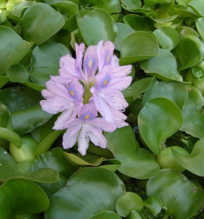 Water Hyacinth (Eichhornia crassipes)  Live Floating Aquarium & Pond Plant | Fast Growing, Natural Shade - Nitrate Control
