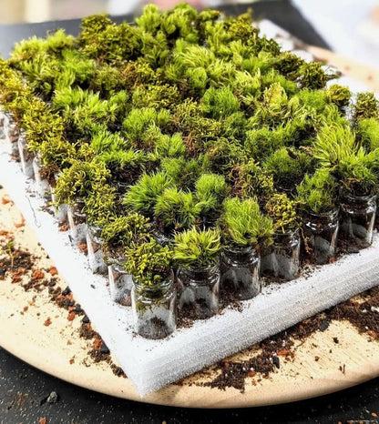 Self Sustaining Mini Ecosystem  Closed Moss Terrarium  Miniature Living Terrarium Jar  Desktop Nature Decor | Pocket Terrarium