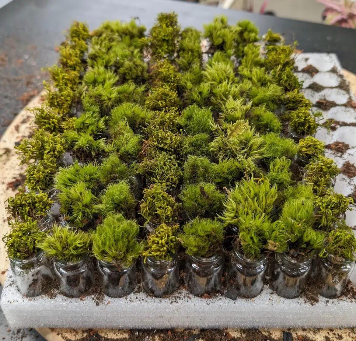 Pocket Terrarium | Self Sustaining Mini Ecosystem  Closed Moss Terrarium  Miniature Living Terrarium Jar  Desktop Nature Decor