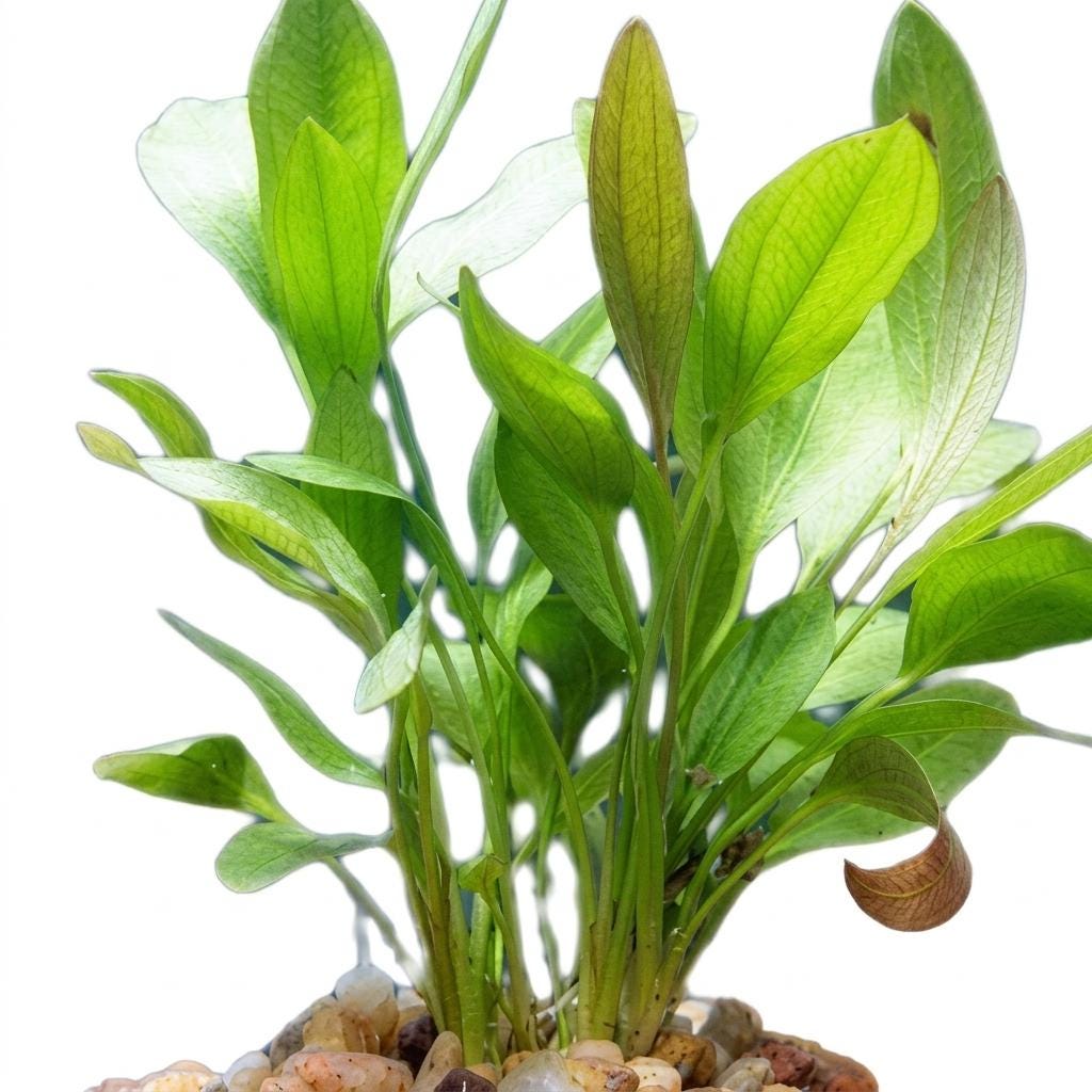 Melon Sword Aquarium Plant Live (Red or Green)  Echinodorus Bleheri Freshwater Plant  Easy Beginner Aquascape Plant