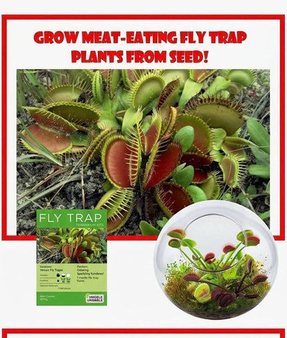 Venus Fly Trap Growing Kit  Carnivorous Plant Starter Kit  Live Flytrap Plant with Soil & Pot  Beginner Plant Kit