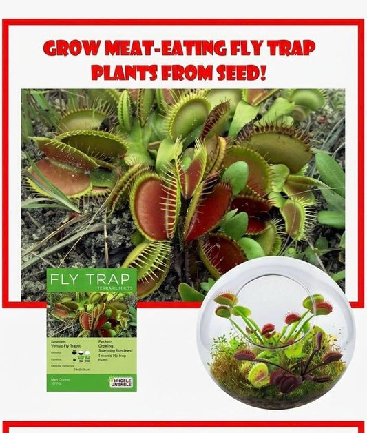 Venus Fly Trap Growing Kit  Carnivorous Plant Starter Kit  Live Flytrap Plant with Soil & Pot  Beginner Plant Kit (Small Size)