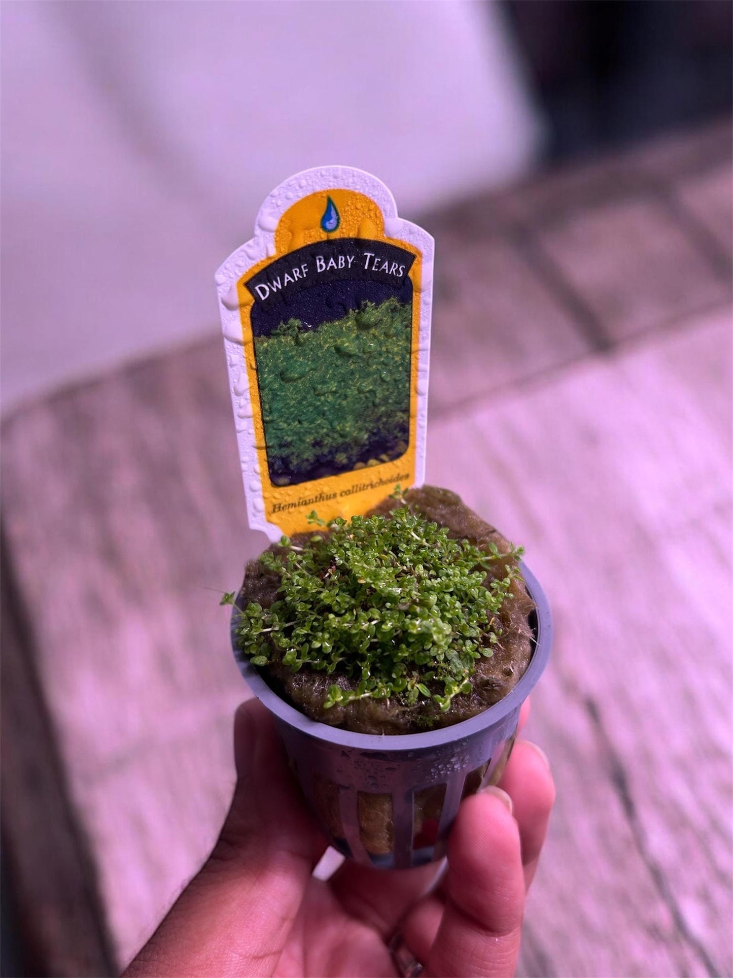 Dwarf Baby Tears (HC Cuba)-  Live Aquarium plant: Carpet Plant