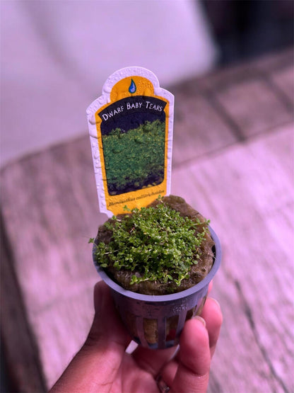 Dwarf Baby Tears (HC Cuba)-  Live Aquarium plant: Carpet Plant