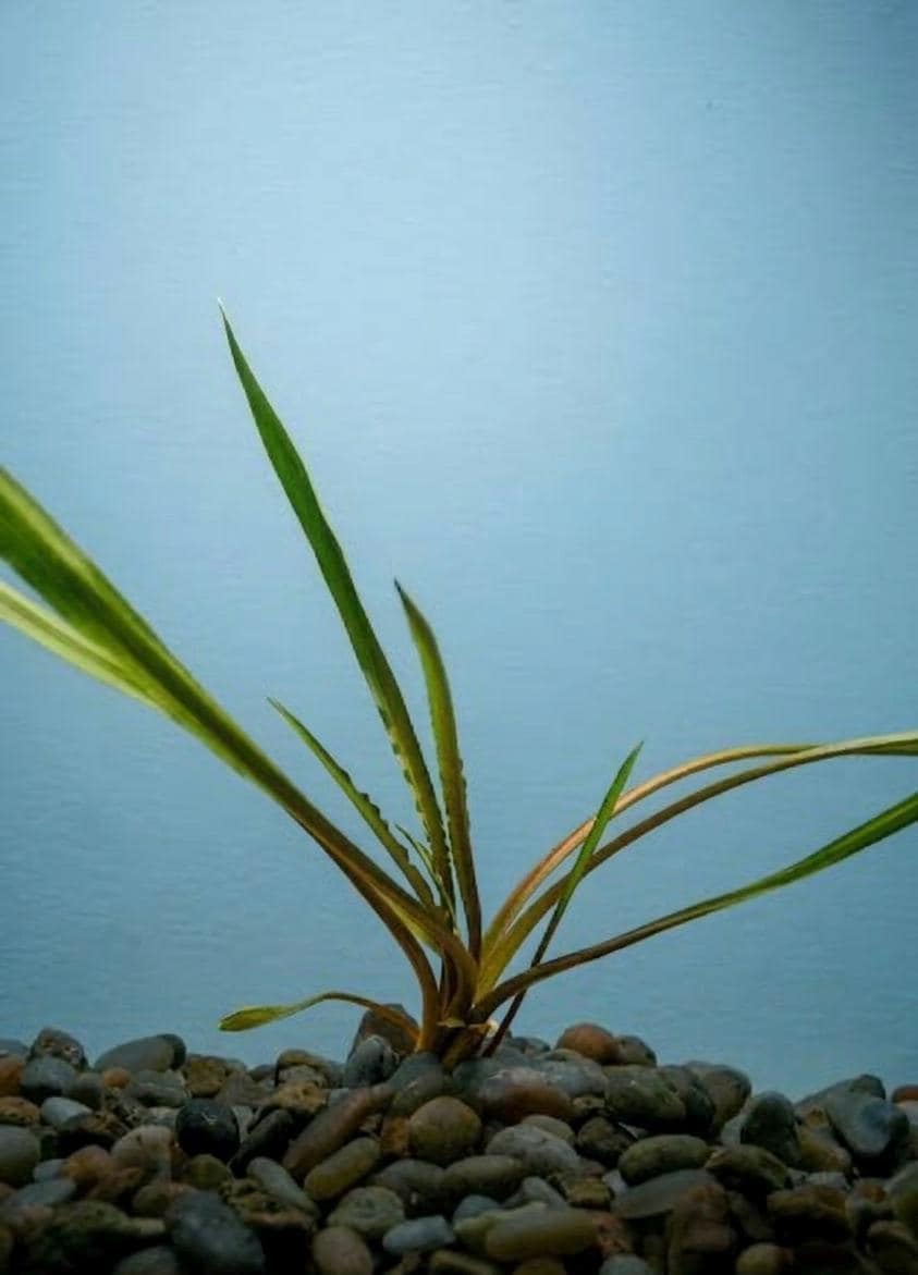 Crypt Parva Live Aquarium Plant  Cryptocoryne Parva Foreground Plant | Aquascape