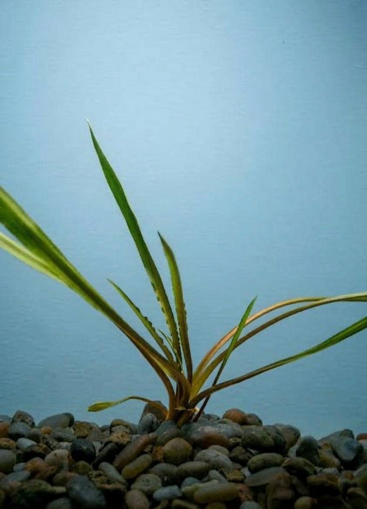 Crypt Parva Live Aquarium Plant  Cryptocoryne Parva Foreground Plant | Aquascape